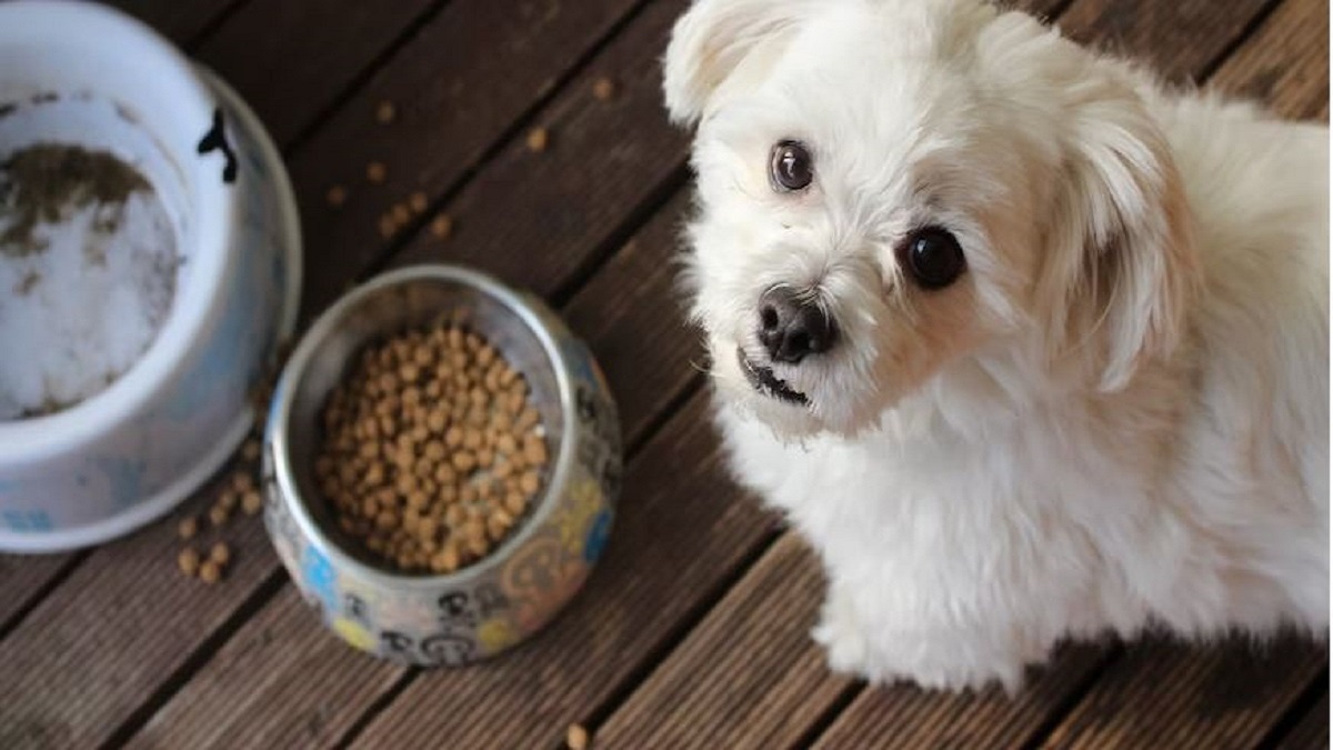 Best Dog Food In India Feed Them With Love